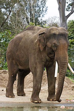 290px asian elephant melbourne zoo