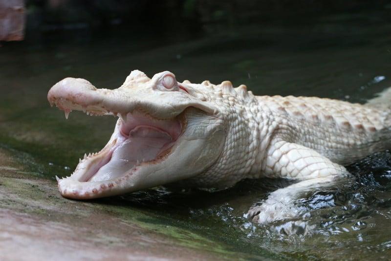 Alligator mississippiensis albinos alligator damerique albinos 5