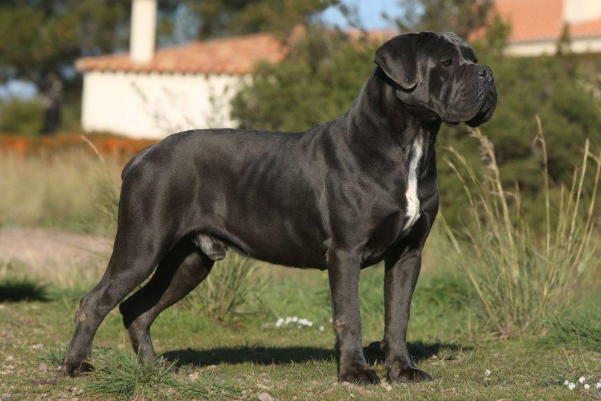 Cane corso 864x576