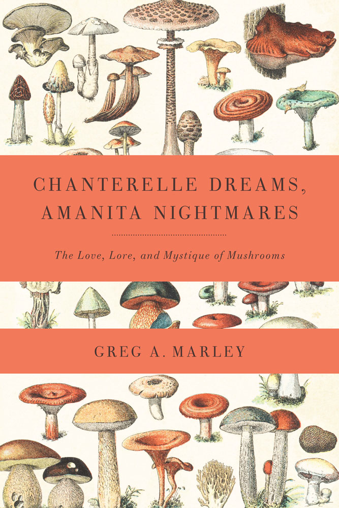 Chanterelle dreams amanita nightmares