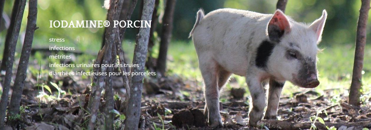 Cochon