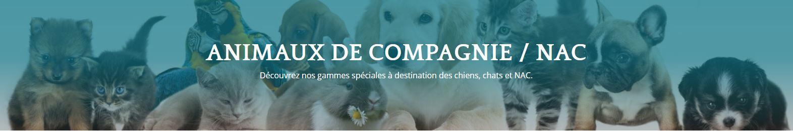 Compagnie