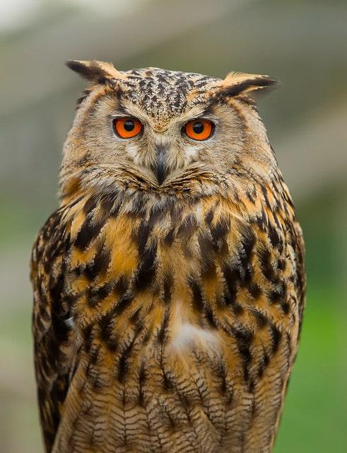 Hibou grand duc europe photo