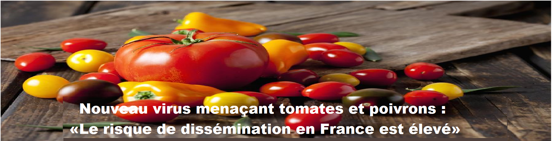 La tomate pollue