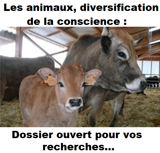 Les animaux, diversification de la conscience : Recherches...