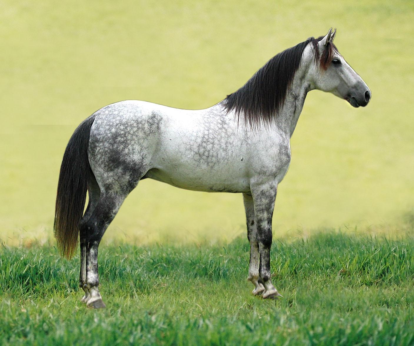 Mangalarga marchador conformacao