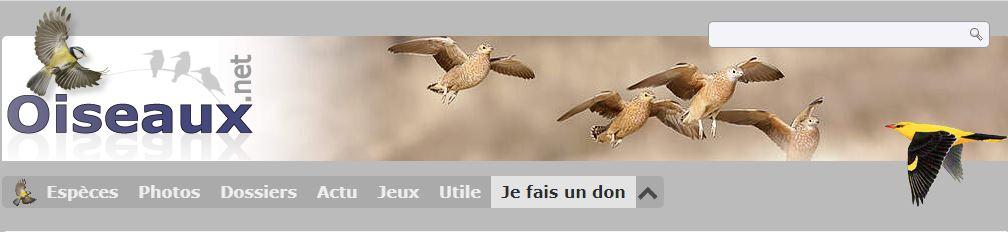 Oiseau net