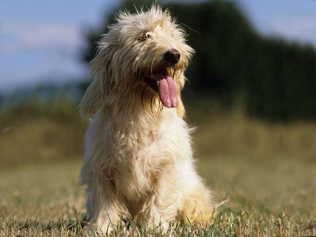 Petit basset griffon vendeen