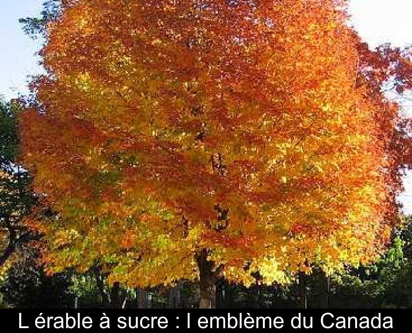 Thumb l erable a sucre l embleme du canada 7115